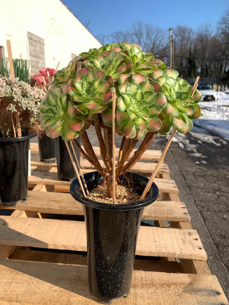 2512-005 Aeonium Arboreum 'Shaohua' - What You See What You Get Live - Boutique Rare Plant
