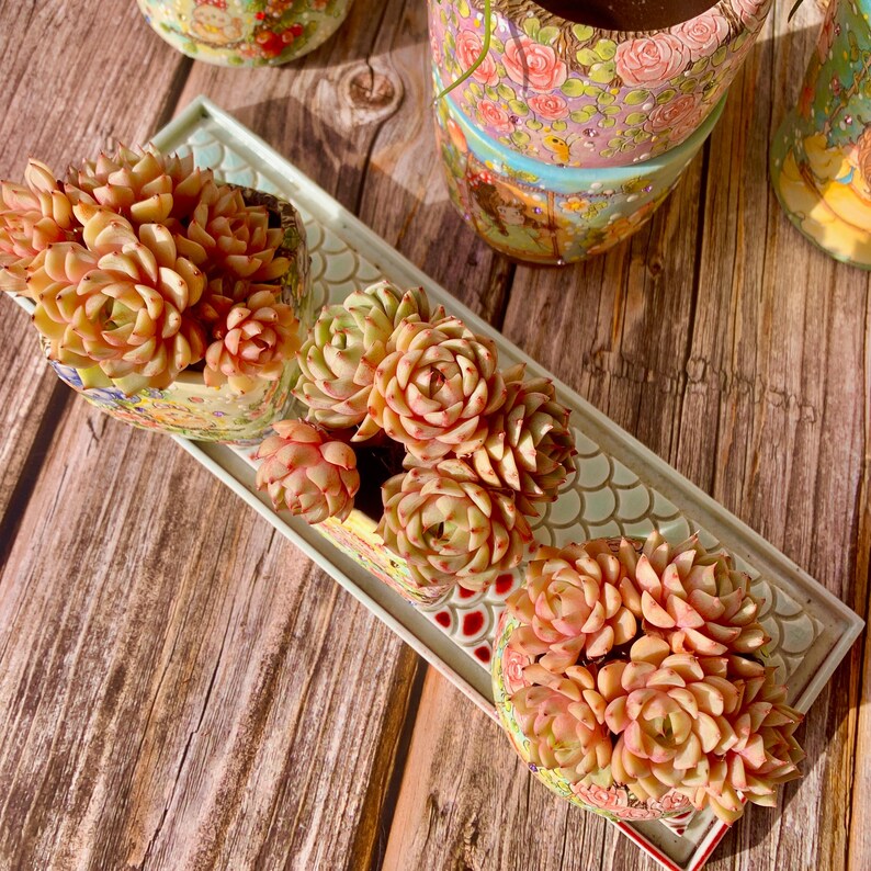 [Mother's Day Gift] Beautiful Hardiness Succulent - Echeveria 'Ben Badis' - Multiple  Rosettes Approx. 3–3.5 inches Across