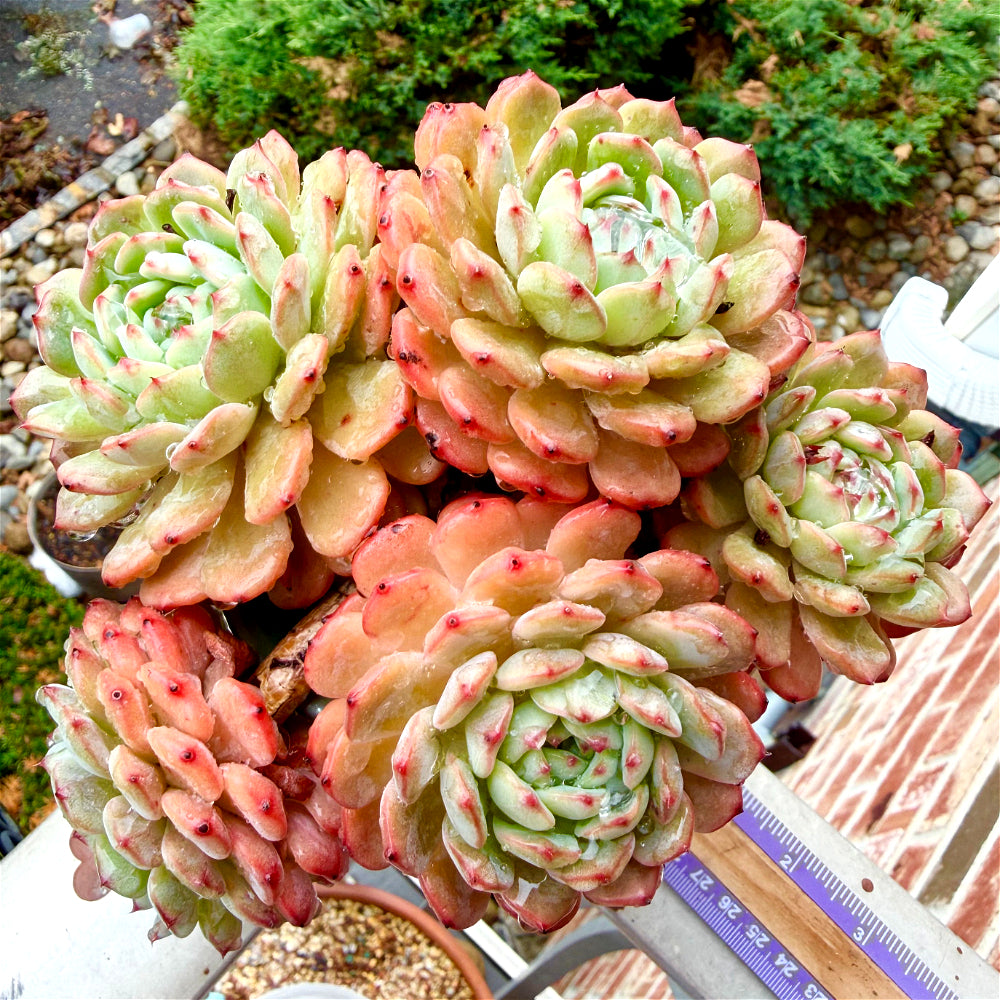Echeveria 'Hani' - 6" Rare Live Succulent Exact Plant Shown - 1-of-1 Collector Plant - WYSIWYG Only One Available