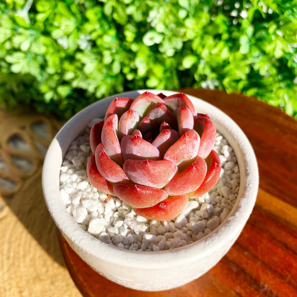 Echeveria 'Strawberry Almond' Succulent - Rare Pink Live Plant