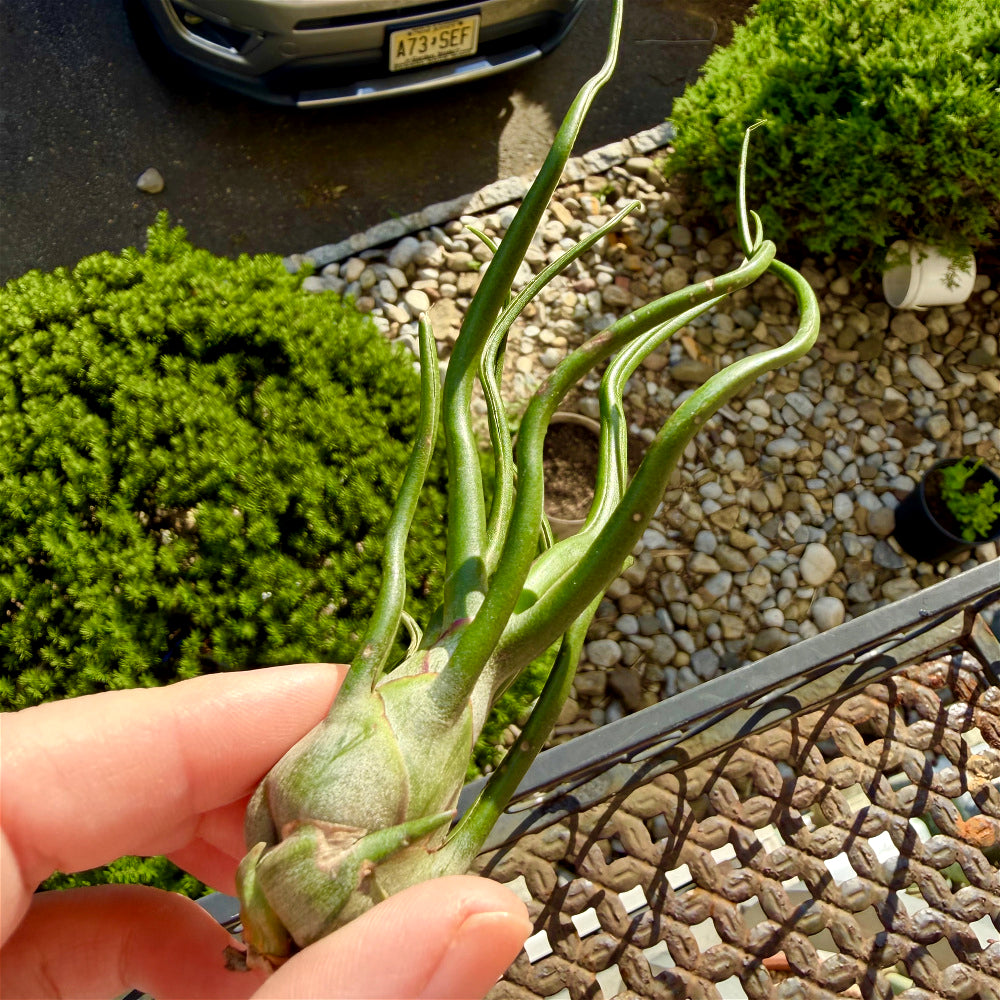 Tillandsia Bulbosa - Optional With Photo Frame