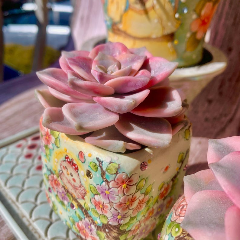 Popular Succulent - Graptoveria 'Debbie' Variegated - As a Beginner-friendly Drought-tolerant Plant
