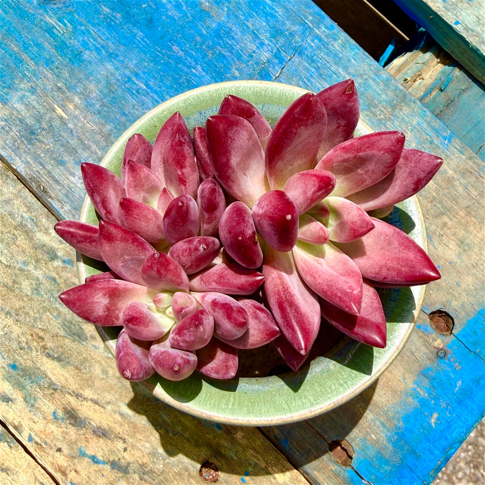 Echeveria 'Hephaestus' Double-Headed Live Plant 3"-3.5" Diameter
