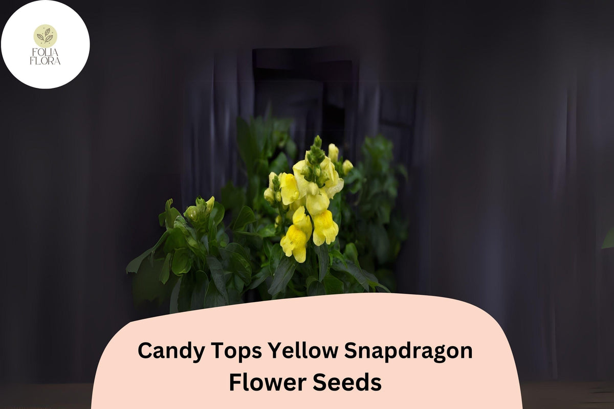 Candy Tops Yellow Snapdragon Seeds - 1000+ Bright Yellow Blooms, Compact & Pollinator-Friendly