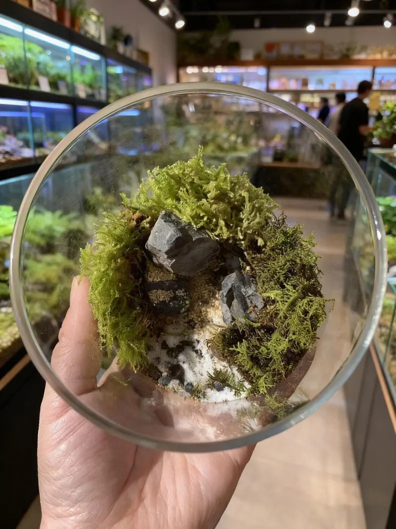 Live Moss Terrarium in Glass Jar Mini Bioactive Mossarium with Stone & Tiny Figurine Natura Desktop Ecosystem DIY Mini Garden Gift for Lover