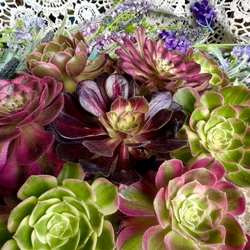 6-PCS Premium Assorted Aeonium Cutting Live Plant Set - Mix Plants Random Succulents