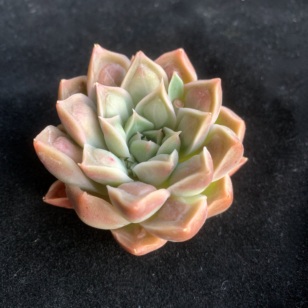 Rare Succulent Highly Sought-after - Echeveria 'Doctor Strange' - Rewarding Plant Add a Striking "Alien" Look
