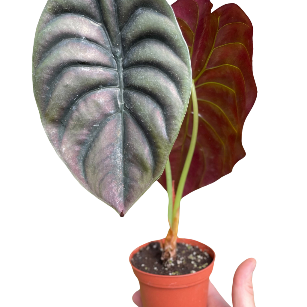 Alocasia Cuprea Red Secret Jewel