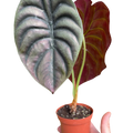 Alocasia Cuprea Red Secret Jewel