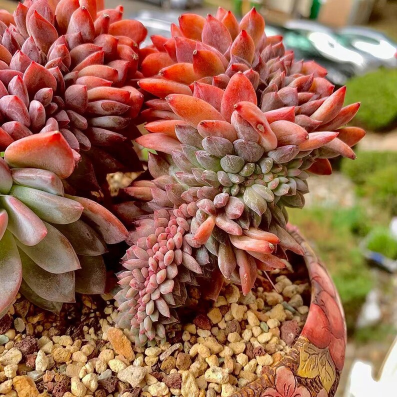 Boutique Rare Succulents/Echeveria Orange Monroe Crested /What You See is What You Get /Bare Root Without Soil Pot/Plants Gifts