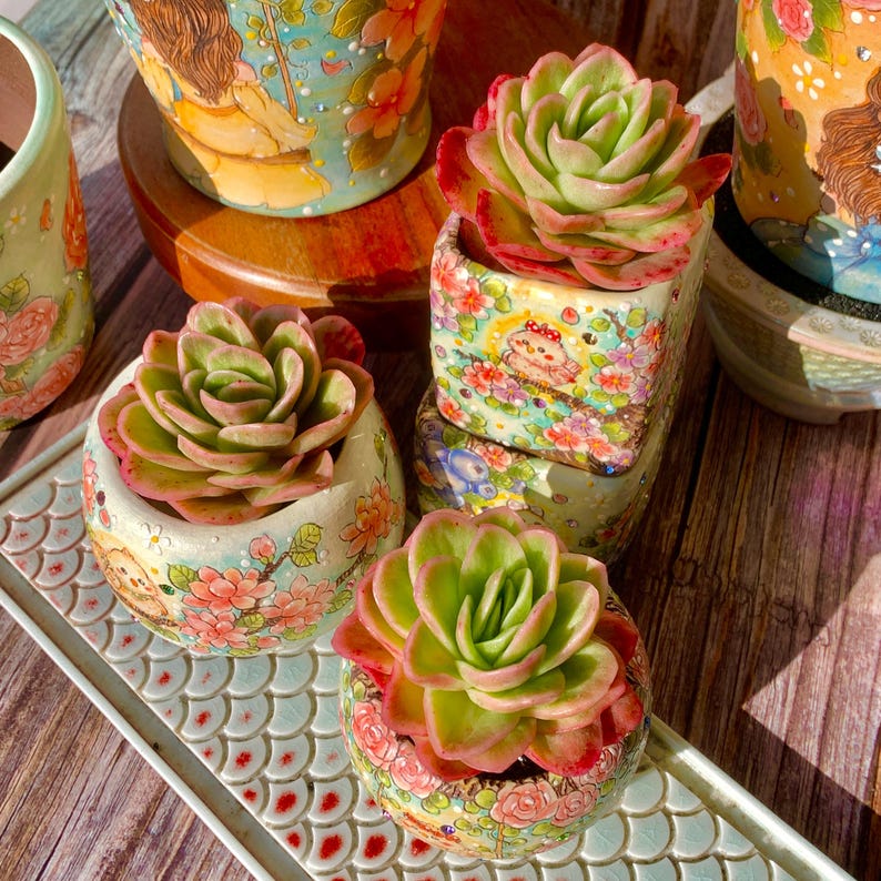 Echeveria 'Ice Rose' Variegated Naturally Approx. 3–3.5 inches in Diameter