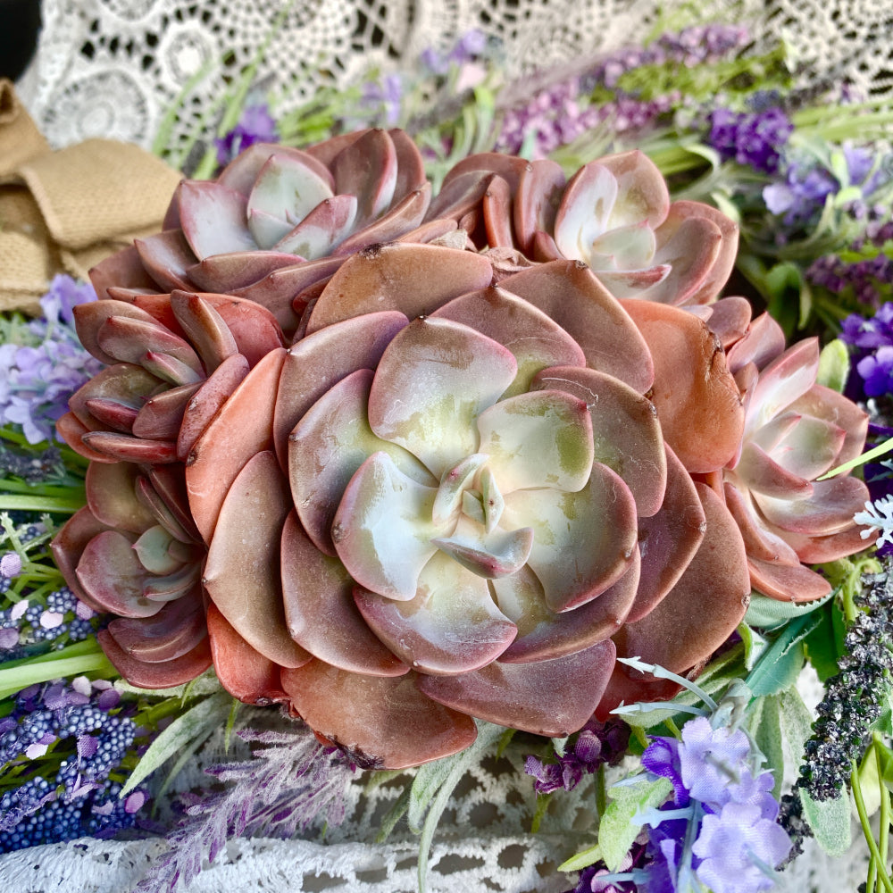 Big Rose-shaped Succulent - Echeveria 'Dusty Rose' - Drought-tolerant Fast-growing Plant