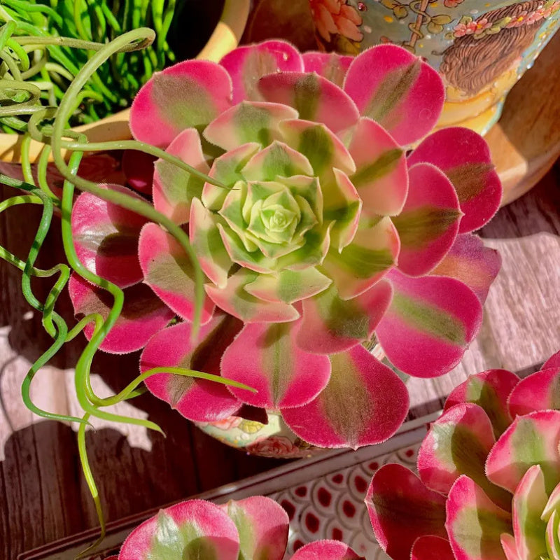 Aeonium 'Pink Witch' - Sought-after Colorful Addition to Collection
