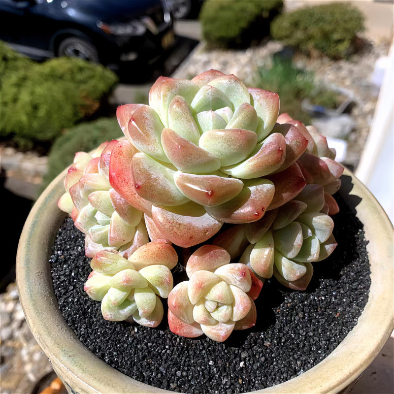 Exact Plant - Rare Echeveria 'Ice Green' - WYSIWYG Live Succulent 1 of 1