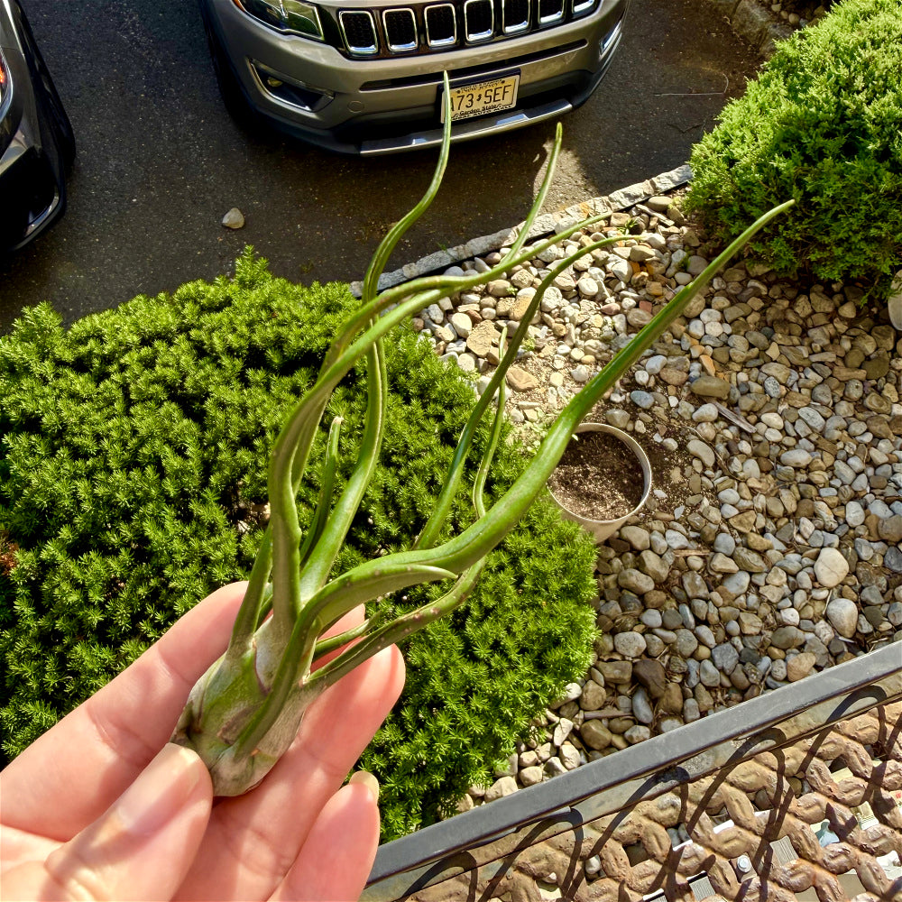 Tillandsia Bulbosa - Optional With Photo Frame