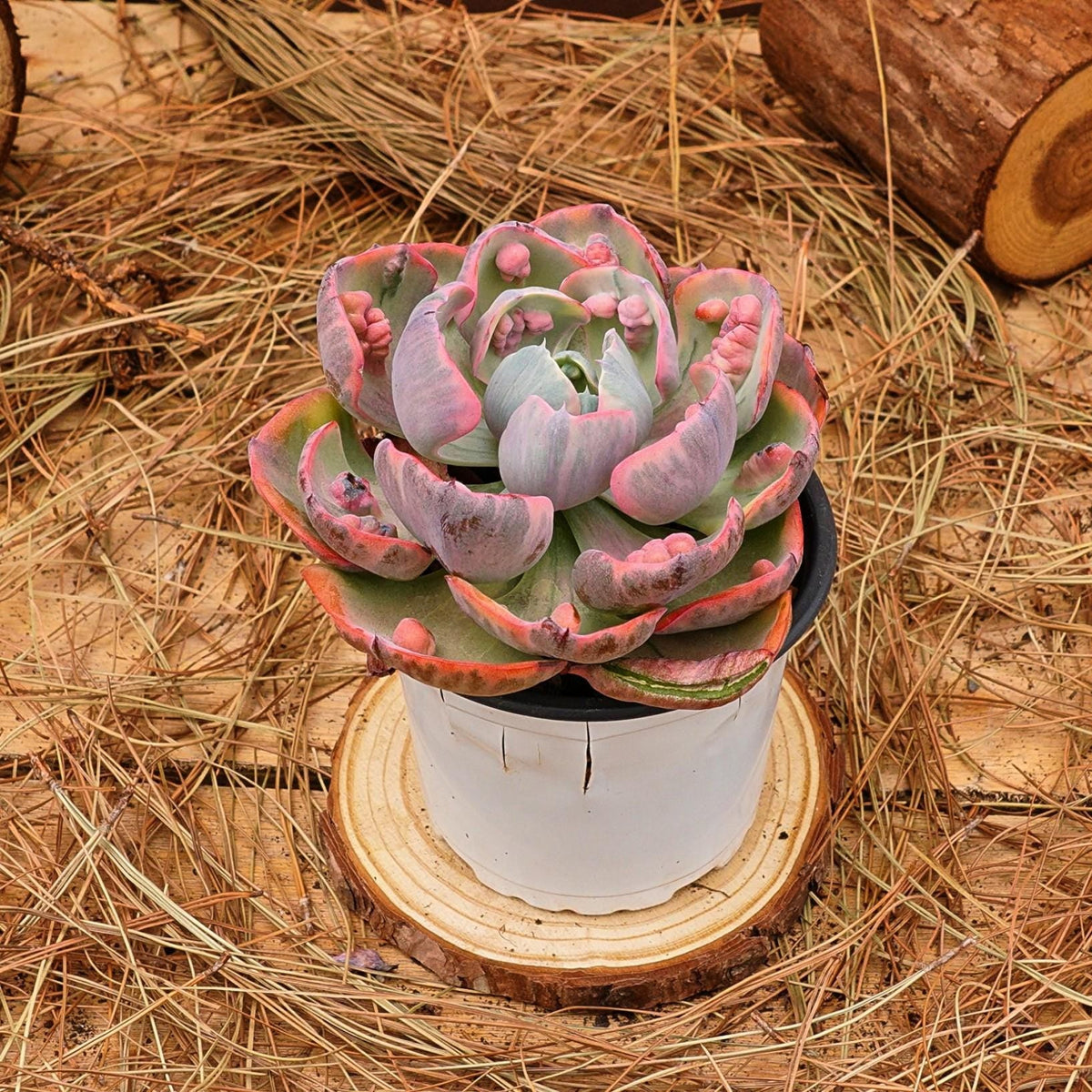 Echeveria 'Lunar Heart' Variegata