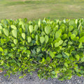 Bare Root Clusia Rosea Plants – Autograph Tree for Hedges, Indoor & Outdoor, Tropical Evergreen, Air Purifying Houseplant, Set of 5