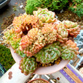 1 of 1 Echeveria 'Chubby Hani' Cristation 5"-5.5" Rare Collector Succulent - Exact Plant Shown One-of-a-Kind