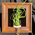 Air Plant - Tillandsia 'Medusa' - With 4-inch Wooden Photo Frame
