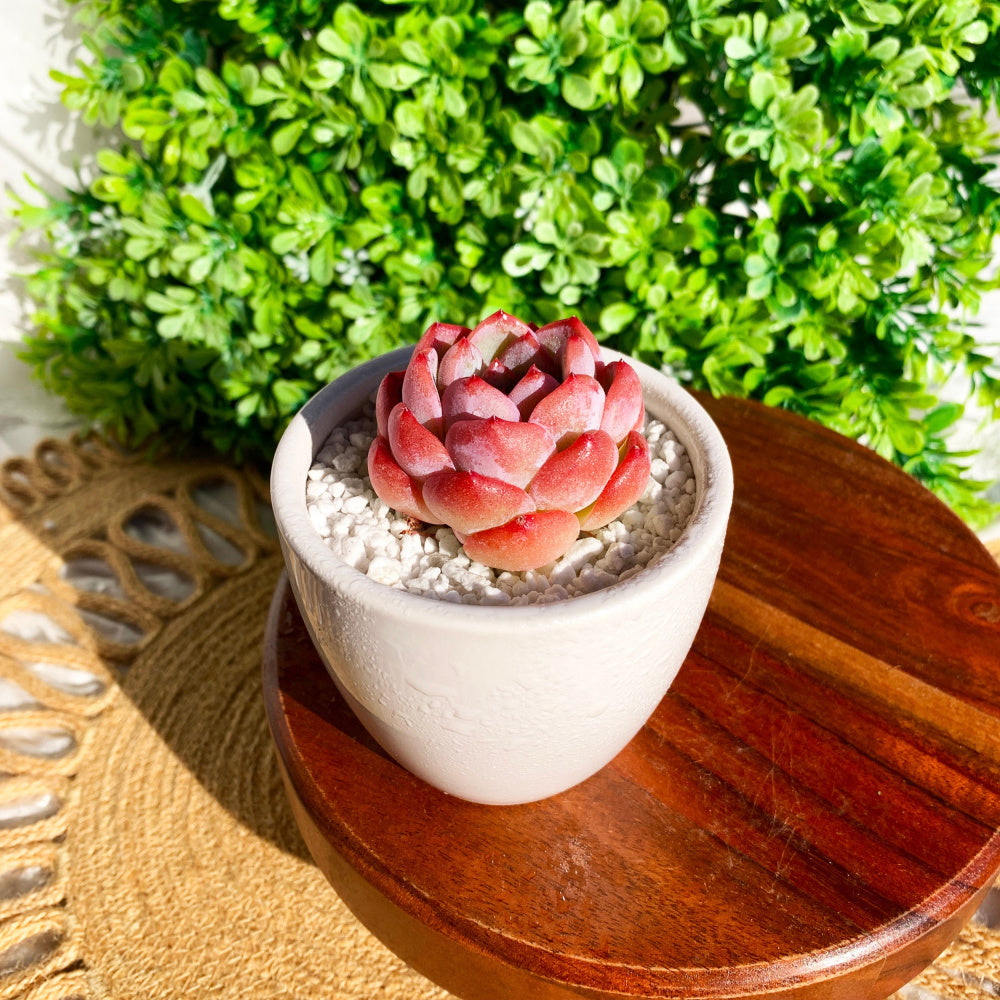 Echeveria 'Strawberry Almond' Succulent - Rare Pink Live Plant