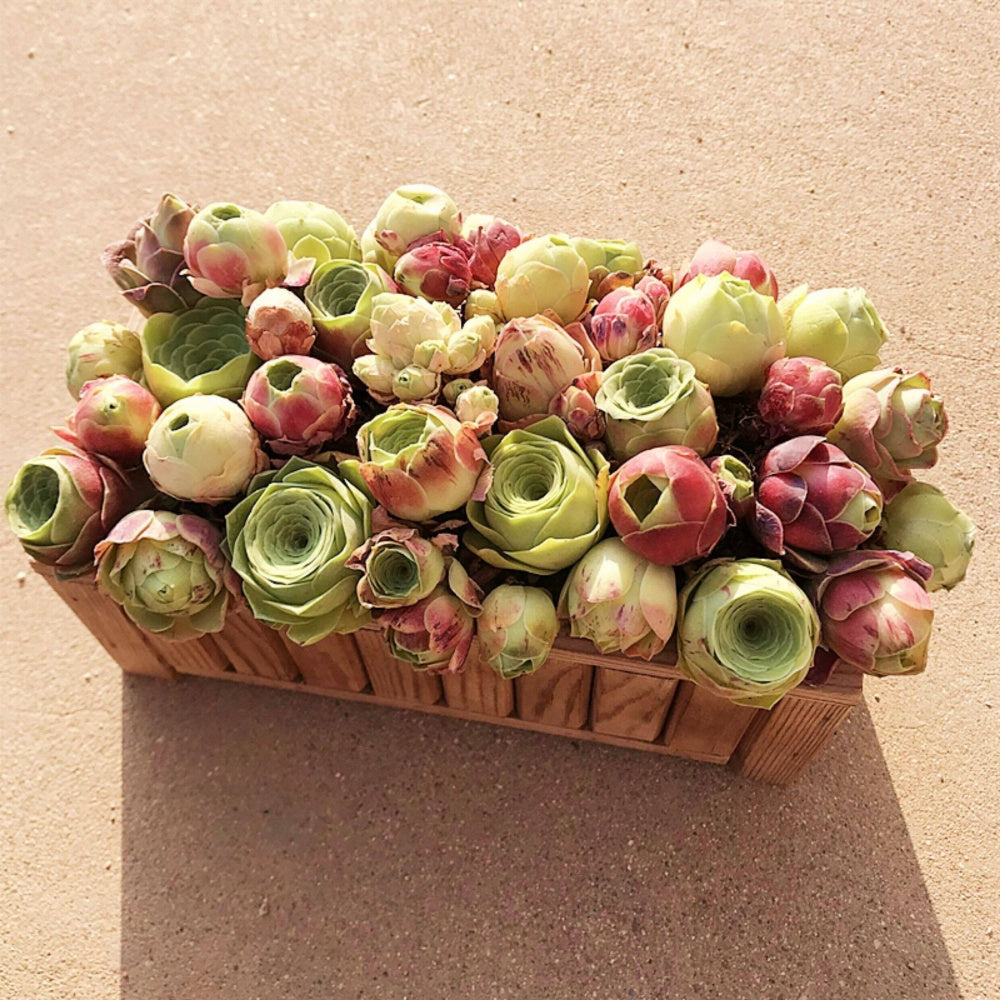 6 pcs Aeonium 'Aureum' - Captivating Everlasting Live Rose - Small and Exquisite Succulent Plant