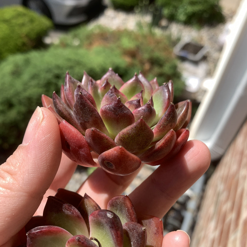 Echeveria ‘SHUTING' - Single Diameter Approx. 2"-2.5"