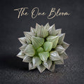 “Jelly” Plant Favorite Among Collectors - Haworthia Magnifica Var. Atrofusca - Rare Live Succulent Allow Light to Reach Plant's Interior
