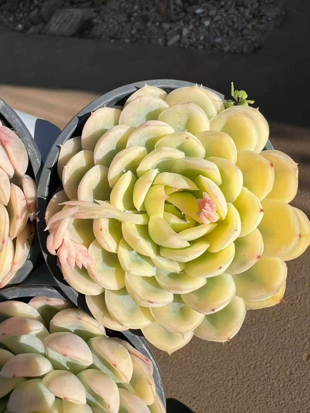 Rare Pastel Succulent Gift - Echeveria 'Strawberry Ice' Variegata - Single-plant Diameter Approx. 3"–3.5"