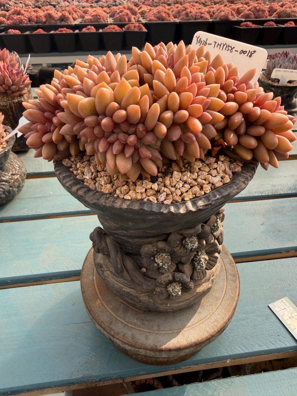 THY158-0018 Rare Echeveria 'Peach Blossom Spring' – Exact Plant Shown Live Collector Succulent – One of a Kind