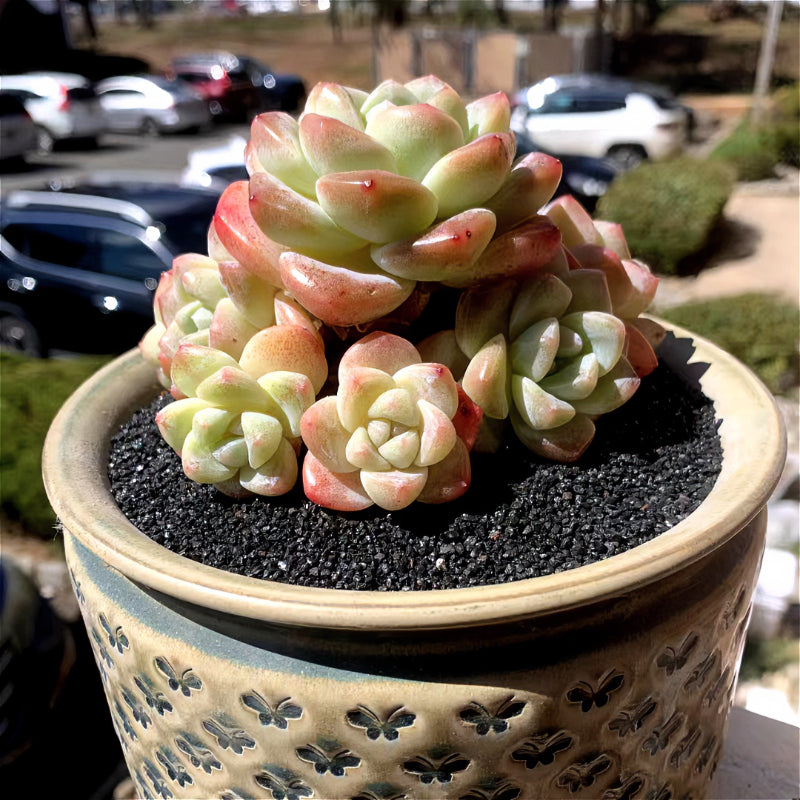 Exact Plant - Rare Echeveria 'Ice Green' - WYSIWYG Live Succulent 1 of 1