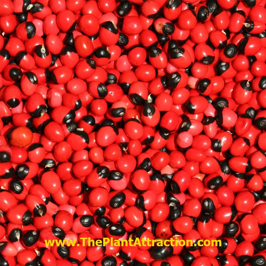 Abrus Precatorius Vine 20/100/500 Seeds, Craft Jewelry Beads, Rosary Pea