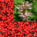 Abrus Precatorius Vine 20/100/500 Seeds, Craft Jewelry Beads, Rosary Pea