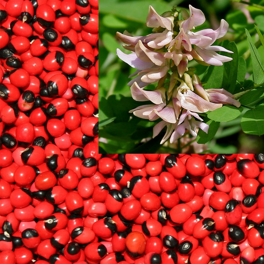 Abrus Precatorius Vine 20/100/500 Seeds, Craft Jewelry Beads, Rosary Pea