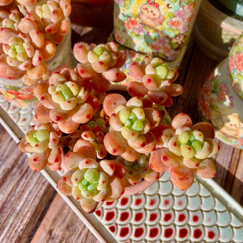 [Mother's Day Gifts] A Rarely Succulent With Delicate Fragrance - Sedum Clavatum Variegated - Compact Rosettes as Decorative Plants