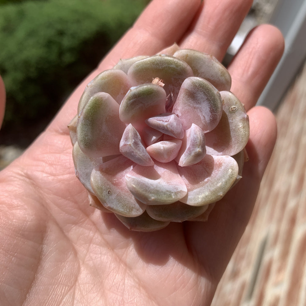 Echeveria 'Teddy Bear Burger' - Single Diameter Approx. 2"-2.5"