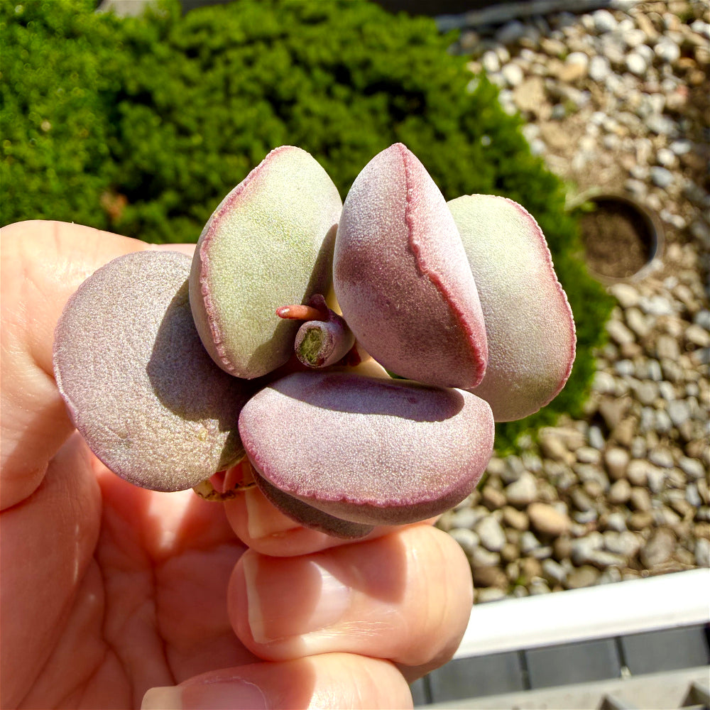 Adromischus Marianiae 'Hallii'