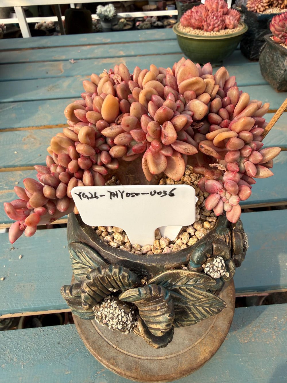 THY050-0036 Echeveria 'Peach Blossom Spring' - One-of-a-Kind Exact Plant Shown: Rare Live Succulent - Collector Plant