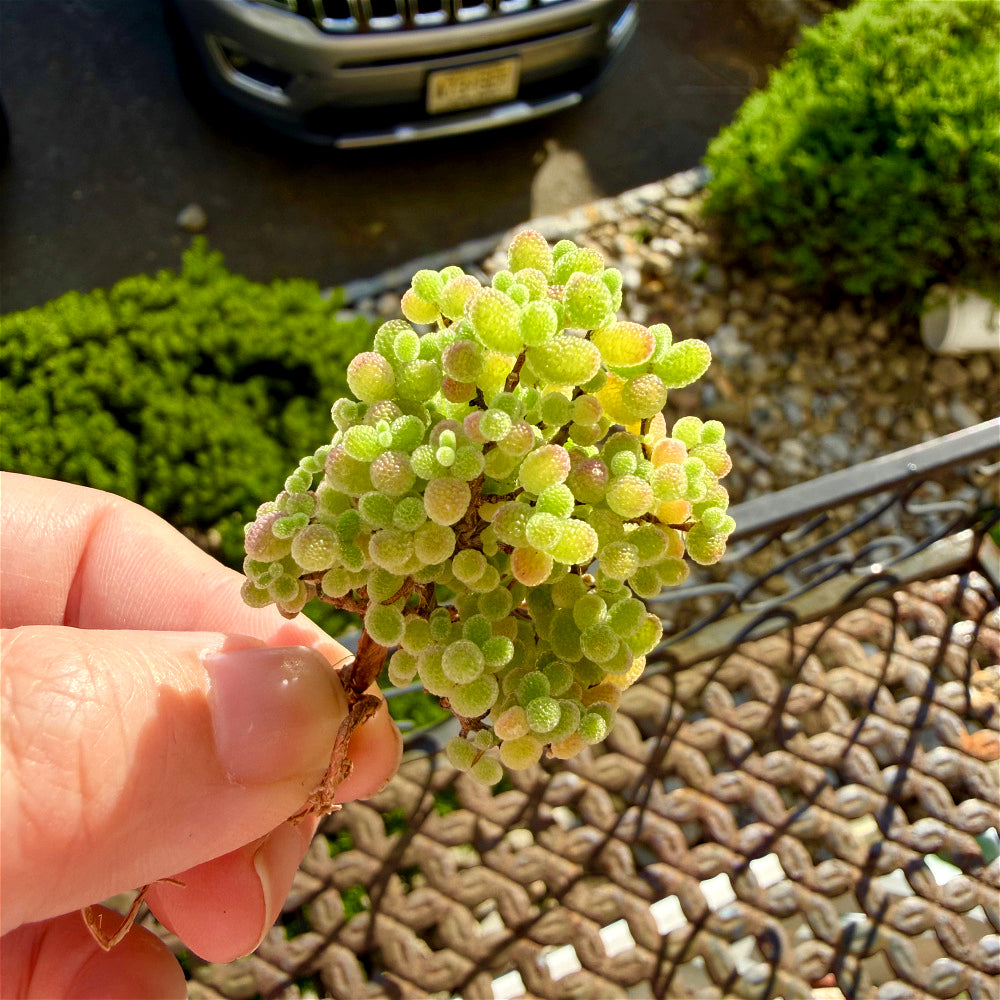 Beautiful Succulent Resemble Candy - Drosanthemum Globosum Cluster 2" - Rare Ice Sugar Ball Plant Mesemb