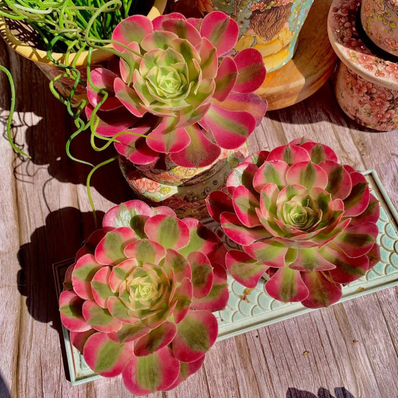 Aeonium 'Pink Witch' - Sought-after Colorful Addition to Collection