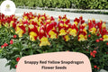 1000+ Snappy Red Yellow Snapdragon Seeds | Antirrhinum majus Bicolor Flowers for Gardens & Pots