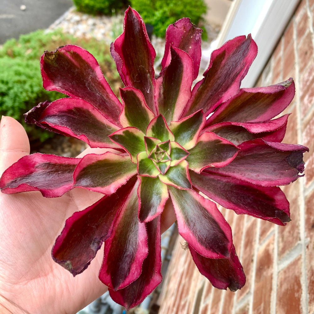 Rare Aeonium 'Phantom' Variegata | 4" Bare Root Succulent | Roots Trimmed & Air Dried | No Pot/Soil | Free Ship 35+ | Live Houseplant