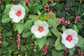 25 Hibiscus lasiocarpos Seeds – Woolly Rose Mallow Native Wetland Flower – Perennial for Pollinator Gardens
