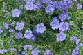 Perennial Blue Flax Seeds, Linum perenne, Hardy Wildflower, Pollinator Plant, Blue Flower, Cottage Garden, Wildflower Meadow