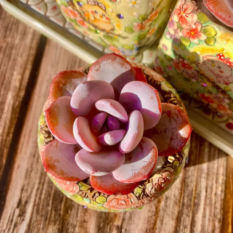 Echeveria 'Laui' Single-headed Living  Succulent Approx. 2–2.5 inches in Diameter