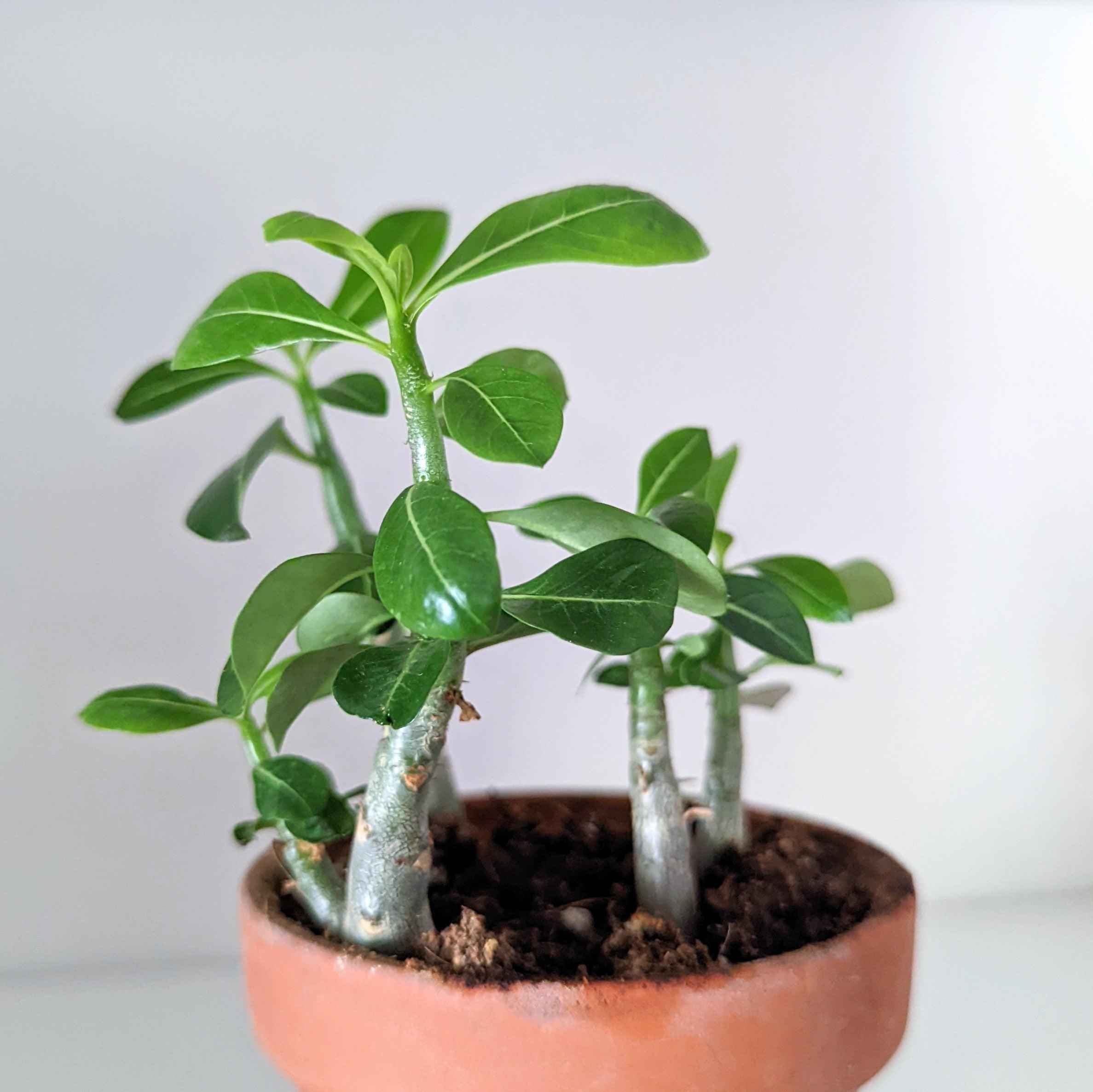Adenium Obesum 'Desert Rose' Seeds