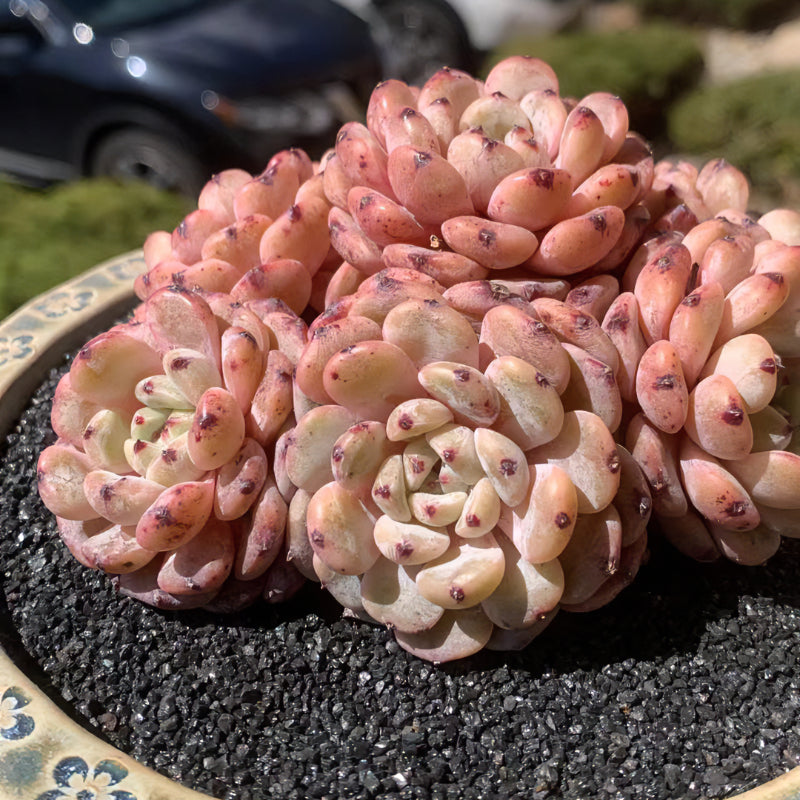 Exact Plant - Echeveria 'Viyant' Rare Succulent 1 of 1 - WYSIWYG Live Plant Approx. 5" in Diameter