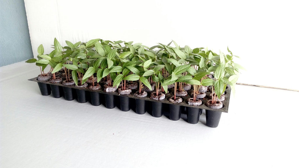 Pure Rooters : 30MM Coco Plugs/Pellets