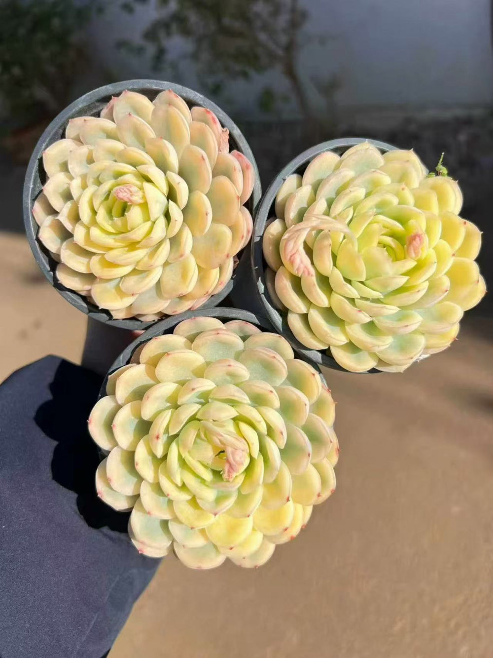 [Mother's Day Gift] Rare Delicate Jelly-like Succulent - Echeveria 'Strawberry Ice' Variegata - Drought-tolerant Hybrid Plant Pot