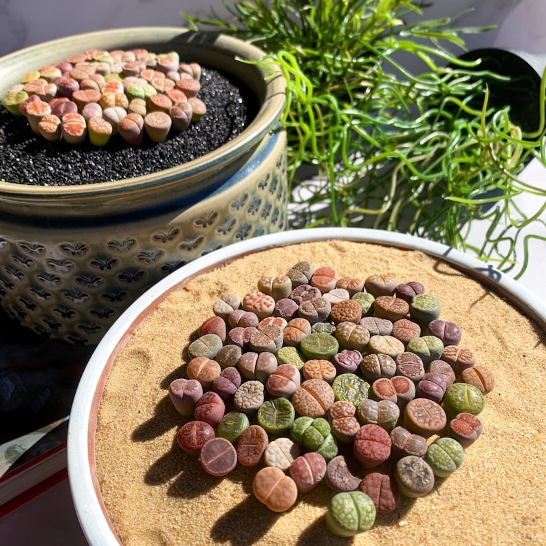 [Subscription Box 🎁✨] Boutique Small Lithops Random DIY Mix Rare Live Plants