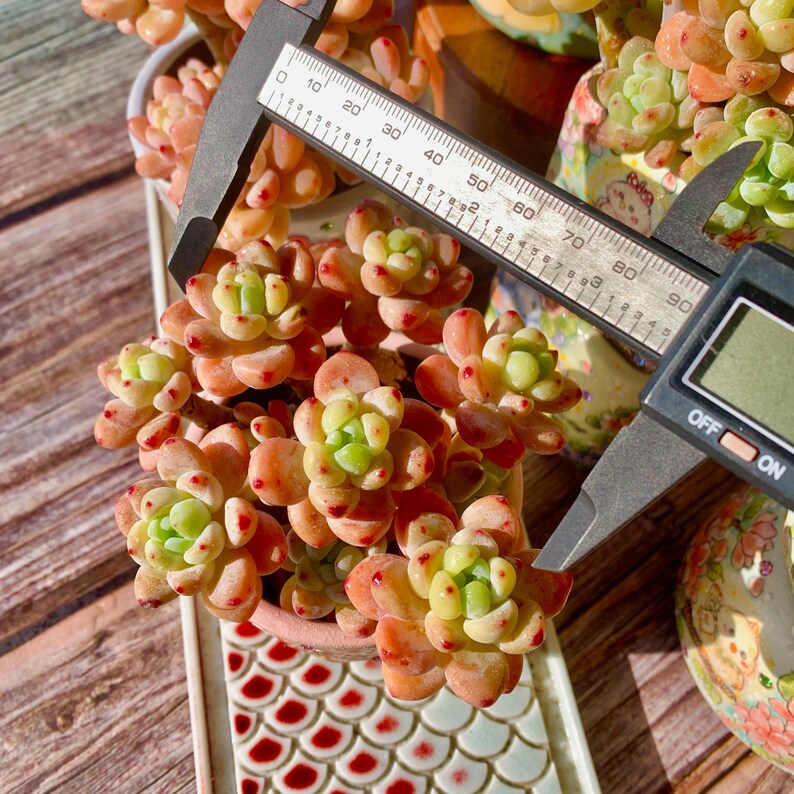 [Mother's Day Gifts] A Rarely Succulent With Delicate Fragrance - Sedum Clavatum Variegated - Compact Rosettes as Decorative Plants